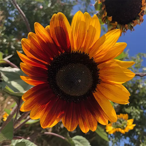 fleur de tournesol pour l'éclosion des projets accompagnés en ESS, en politique de la ville ou en développement culturel par le cabinet conseil de Fabienne Lorin à Lille